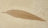 Fossil Pterocarya (Walnut) Leaf - Green River Formation #16753-1